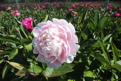 Peonías, una flor de exportación.