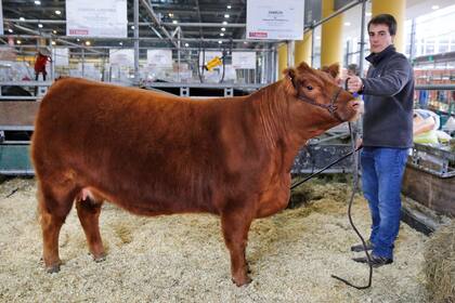 Pepe Pestalardo, cabañero de la raza Angus