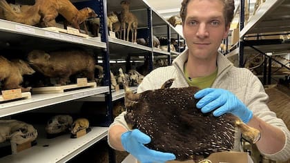 Pepijn Kamminga sostiene el ejemplar del equidna de Attenborough.
