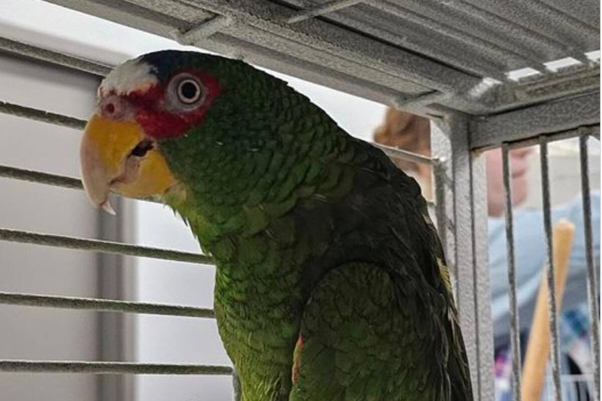 Pepper espera un dueño a quien mostrarle su frondoso vocabulario