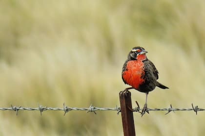 Pequeña, colorida y sumamente atractiva, la loica pampeana es una de las aves criollas más bonitas.