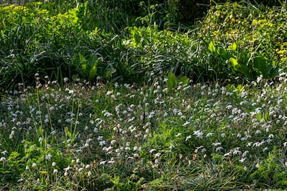 Pequeña, delicada y muy resistente, Ipheion uniflorum florece a fines del invierno y principios de la primavera, aportando color cuando el jardín todavía despierta del frío