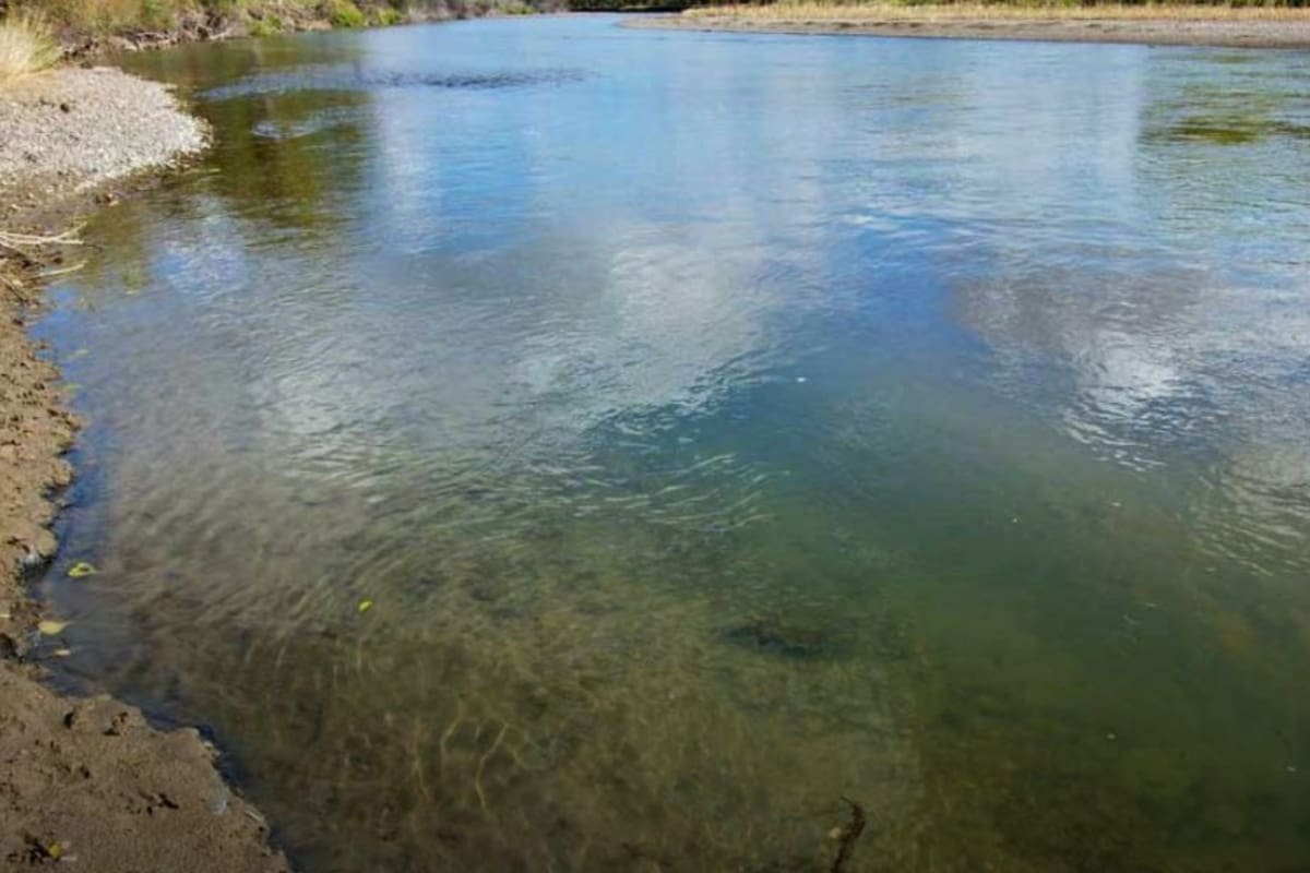 Pequeñas plantas cambiaron la faz de la Tierra hace 500 millones de años