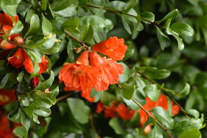 Pequeño árbol o arbusto de flores muy vistosas
