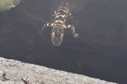 Pequeño caimán rescatado en Boston tras causar revuelo en redes sociales