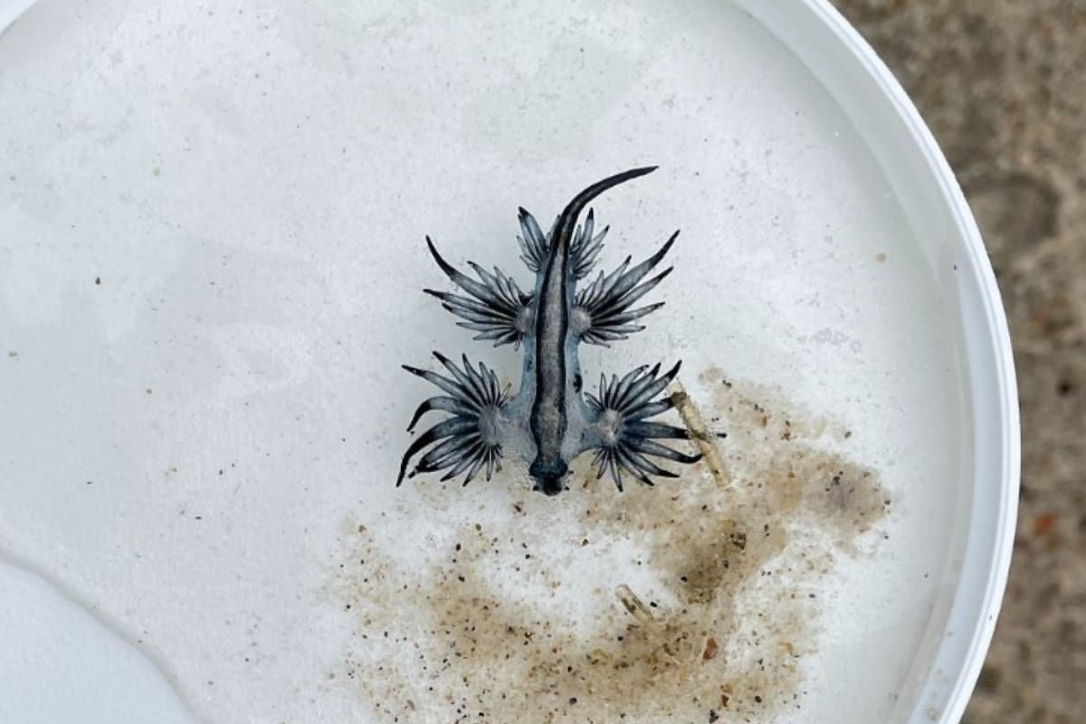 Pequeños dragones azules marinos venenosos en las playas de Carolina del Norte