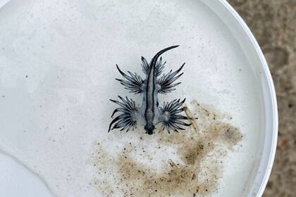 Pequeños dragones azules marinos venenosos en las playas de Carolina del Norte