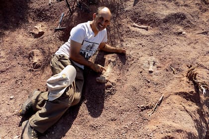 Pequeños fósiles de titanosaurios bebés fueron hallados en una excavación en Rincón de los Sauces