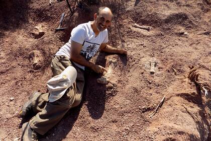 Pequeños fósiles de titanosaurios bebés fueron hallados en una excavación en Rincón de los Sauces