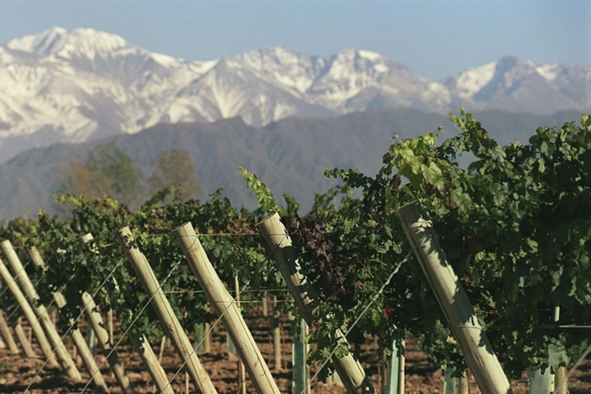 Peras, manzanas y uvas, en peligro por la plaga