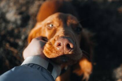 Perder una mascota no es “solo” una pérdida: es decirle adiós a una parte del hogar.