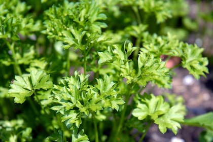 Perejil: la huerta lo admite todo lo año y en la cocina es una hierba aromática infaltable
