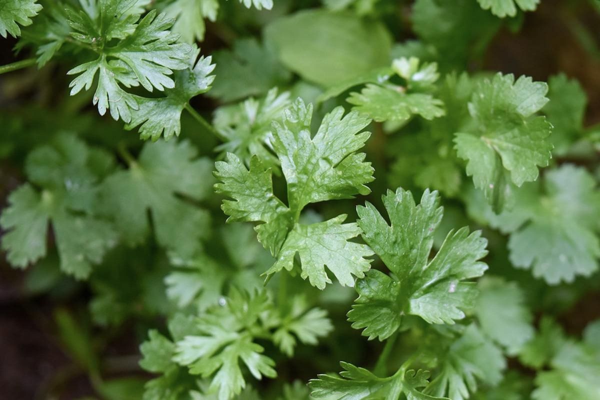 Perejil: qué es, propiedades y usos en cocina