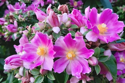 Pereskia, un cactus que desorienta a quien, desprevenido, puede no identificarlo como tal.