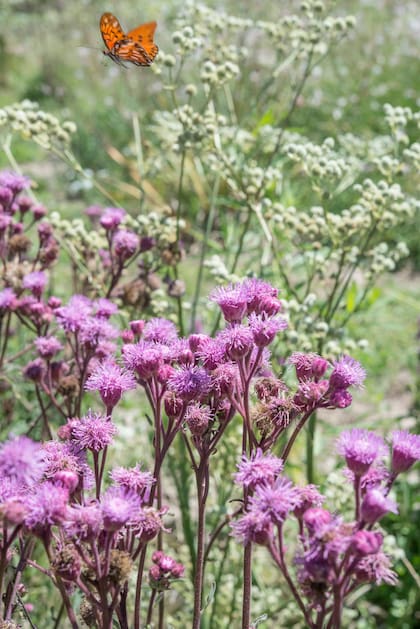 Permitir floraciones espontáneas en sectores del jardín es un camino para generar un jardín lleno de vida