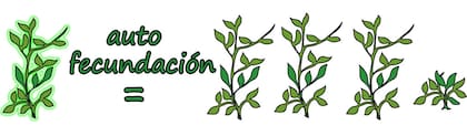Pero al autofecundar esa planta hija de las dos desiguales, el rasgo recesivo aparecía, aunque en una minoría de las arvejas de las segunda generación