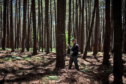 Según Alejandro Chozas, profesor del departamento de ingeniería forestal de la Universidad Politécnica de Madrid, no fue hasta los siglos XIX y XX cuando la extracción de resina de pino se volvió rentable en esa región española.