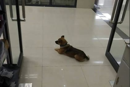 El animal hace tres meses que espera, en el vestíbulo del centro médico, a su dueño que falleció a causa del Covid-19