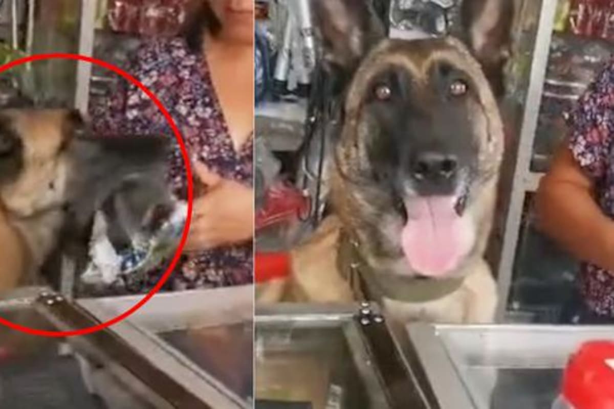 Perra atiende en ferretería y trae los pedidos de un cliente