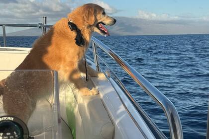 Perra de una capitana que perdió sus barcos en incendio de Lahaina ladra de alegría al ver ballenas