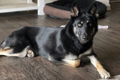 Perra perdida regresa a casa en Florida... y llama al timbre