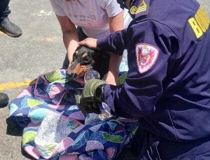 Perrito rescatado en Pereira