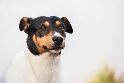Perro ratonero