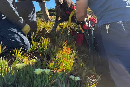 Perro agradece efusivamente tras ser rescatado por bomberos de un acantilado en San Francisco
