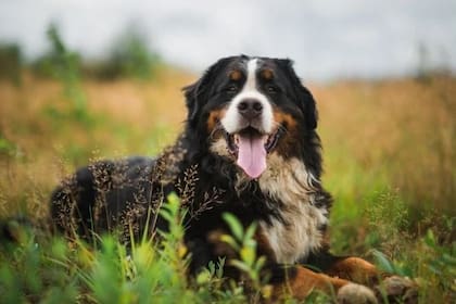 Perro de montaña bernés