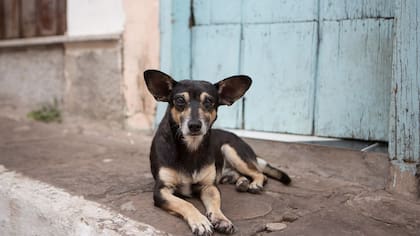 Perro mestizo: qué es, características y ventajas de los perros sin raza