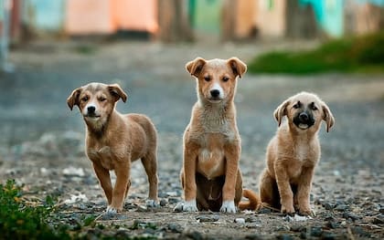 Perro mestizo: qué es, características y ventajas de los perros sin raza