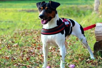 Perro ratonero argentino