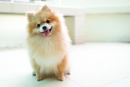 Perro raza Pomeranian