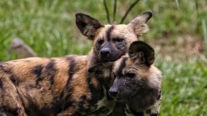 Perro salvaje africano: las manadas pueden llegar a la treintena de individuos; tienen un estilo de vida nómada y pueden recorrer unos 50 kilómetros diarios