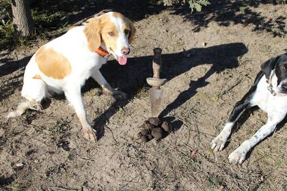 Perros truferos