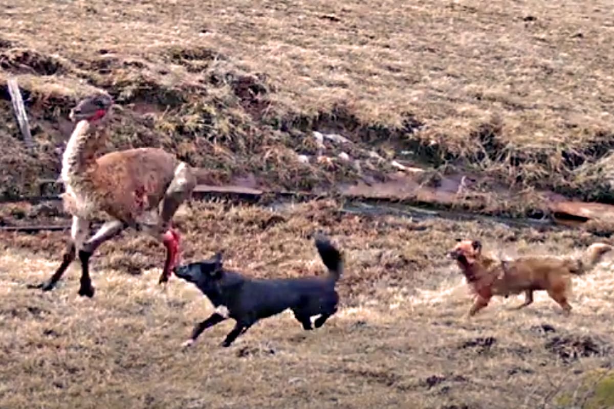 Perros atacan un guanaco