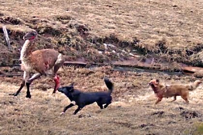 Perros atacan un guanaco