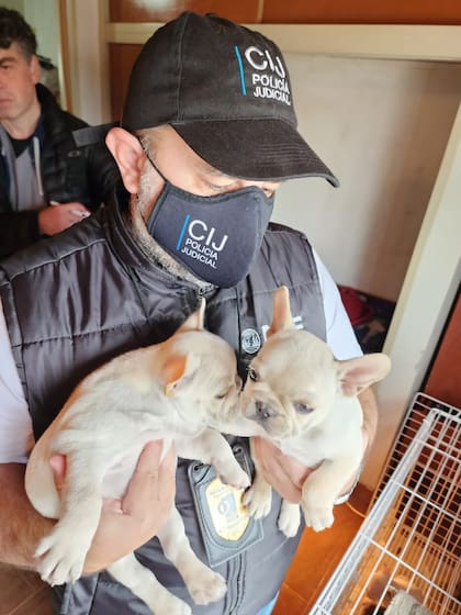 Perros de razas rescatados