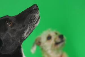 Perros en el ciclo Huellitas