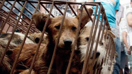 Perros en el festival de Yulin, China