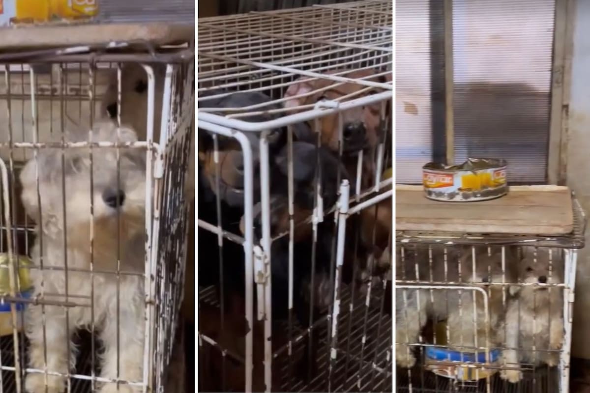 Perros encerrados en El Palomar