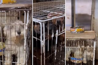 Rescataron a 61 perros y dos loros de un criadero clandestino en El Palomar: vivían enfermos y entre excrementos