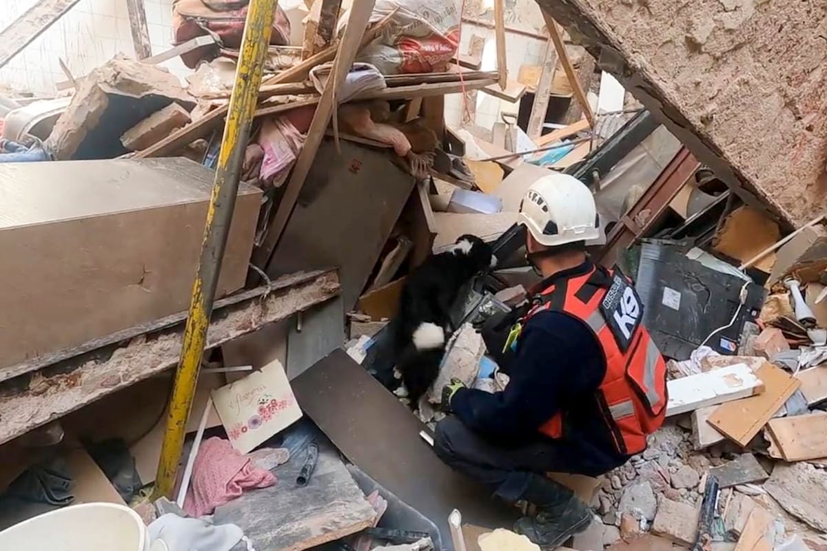 Perros entrenados para la búsqueda de cadáveres trabajaron sobre los escombros