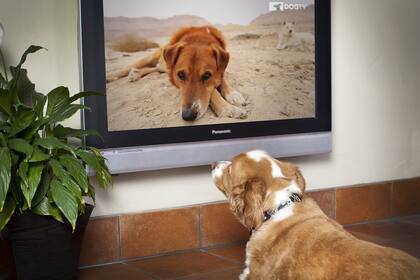 Perros frente a la pantalla de DogTV