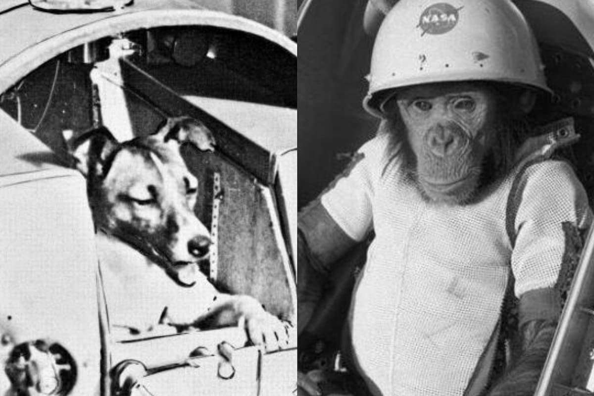 Perros, gatos, monos, ratones, tortugas, arañas, peces y ranas han sido enviados fuera del planeta