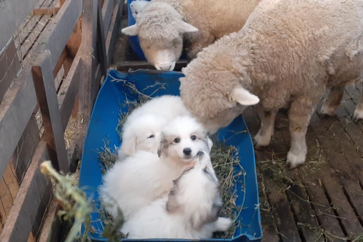 Perros protectores de ganado criados desde cachorros junto a las ovejas que de grande cuidarán