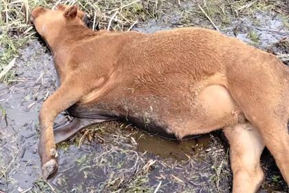 Perros salvajes atacaron a un novillo en medio de un campo