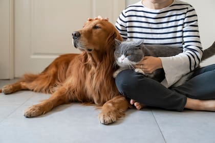 Perros y gatos: igual amor, distinto gasto