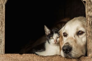 ¿A qué edad un gato o un perro se considera viejo? Los cuidados que necesitan y cómo cambia su rutina