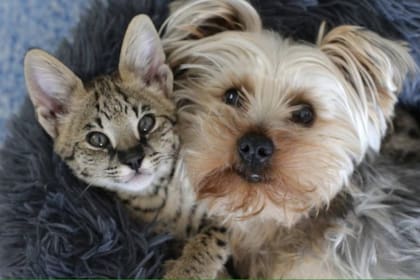 Perros y gatos son las mascotas más populares en la Ciudad Autónoma de Buenos Aires
